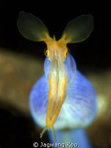 Ribbon Eel by Jagwang Koo 